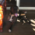 Photo of Angus