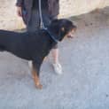 Photo of Max * Adoption Pending*