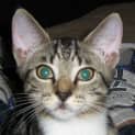 Photo of Sooky(on Trial)