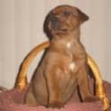 Photo of Kirby (On Trial)