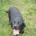 Photo of Ebony