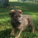 Photo of Chinook