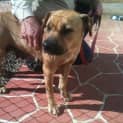 Photo of Sandy *Adoption Pending*