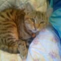 Photo of Ned