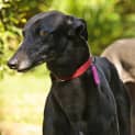 Photo of Sapphire  Reserved For My New Home