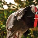 Photo of Sapphire  Reserved For My New Home