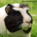 Photo of Badger  On Hold