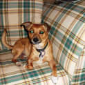 Photo of Pip