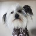 Photo of Flynn