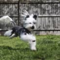 Photo of Flynn