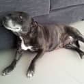 Photo of Xena