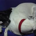 Photo of Buddy