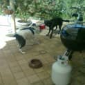 Photo of Chelsea Beautiful Nature Urgent Foster