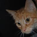 Photo of Aslan