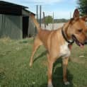 Photo of Bailey