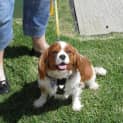 Photo of Pumpkin (On Trial)