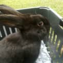 Photo of Ebony