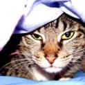 Photo of Bella(c1698)