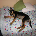 Photo of Holly