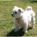 Photo of Zoe **Adoption In Progress**