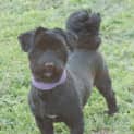 Photo of Gadget