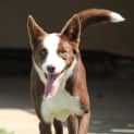 Photo of Ruby   On Trial