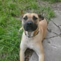 Photo of Foxy "Roxy"