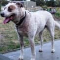 Photo of Trevor   Urgently Needing Foster Or Forever Home