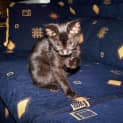 Photo of Jetson