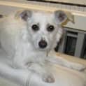 Photo of Jasmine