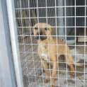 Photo of Staffy Girl " No Room" Still In Pound