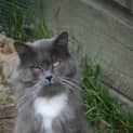 Photo of Rosco