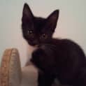 Photo of Jazz