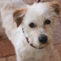 Photo of Toby