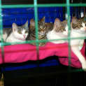 Photo of Kitties