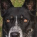 Photo of Charlie Foster Or Adopt