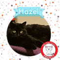 Photo of Hazel *9 Lives Project Rescue*
