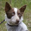 Photo of Tinkerbelle