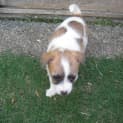 Photo of Molly (On Trial With Her New Family)