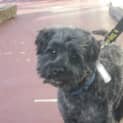 Photo of Buddy