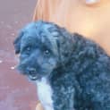 Photo of Buddy
