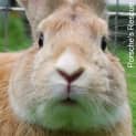 Photo of Rusty  Desexed And Vaccinated