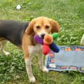 Photo of Millie (On Trial With A New Family)