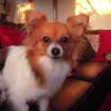 Photo of Felicity (Flick)