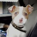 Photo of Toby