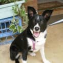 Photo of Bella