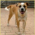 Photo of Precious **Adoption In Progress**