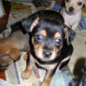 Photo of Mason *Adoption Pending*