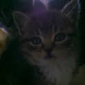 Photo of Lux
