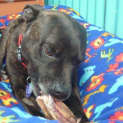 Photo of Jumbi